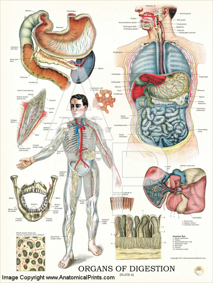 Anatomical Organ Chart