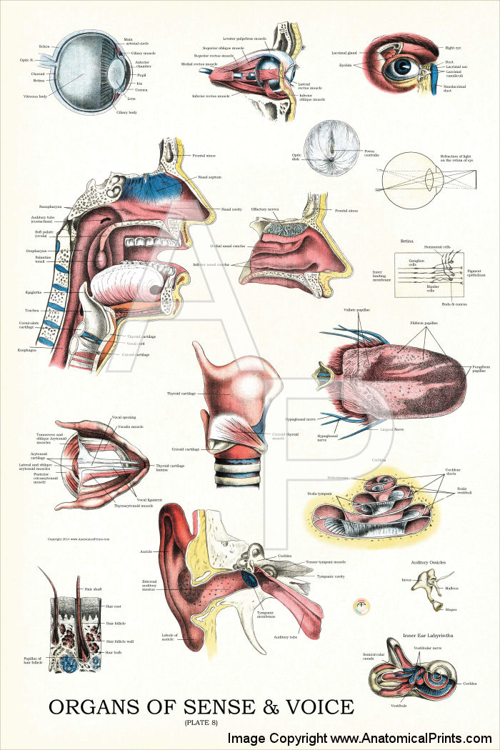 Sense Organs Chart